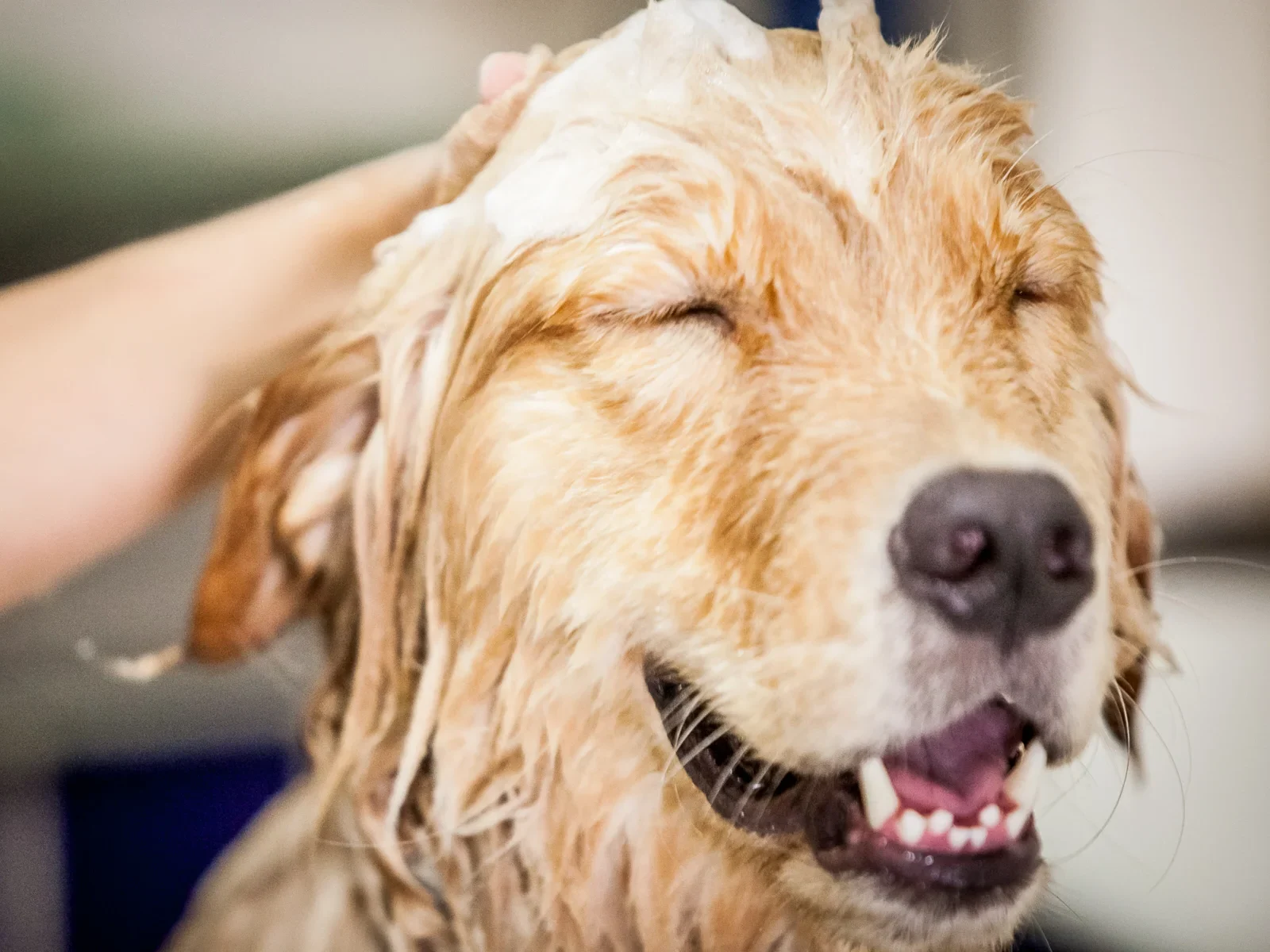Happy dog bathing and being pet